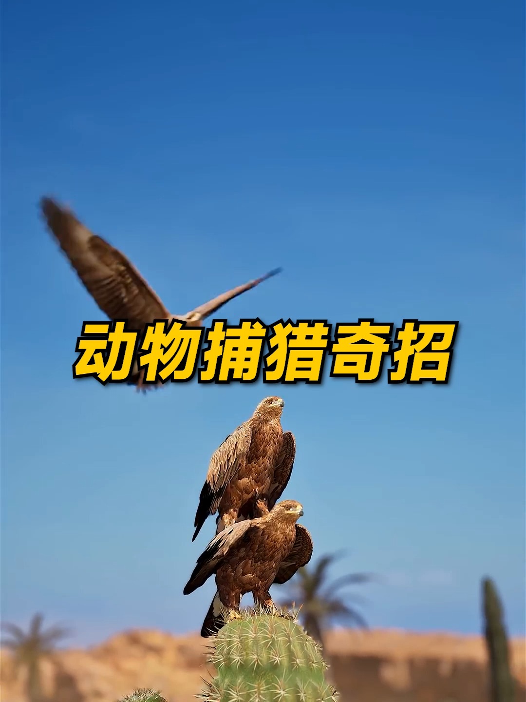 動物捕獵奇招