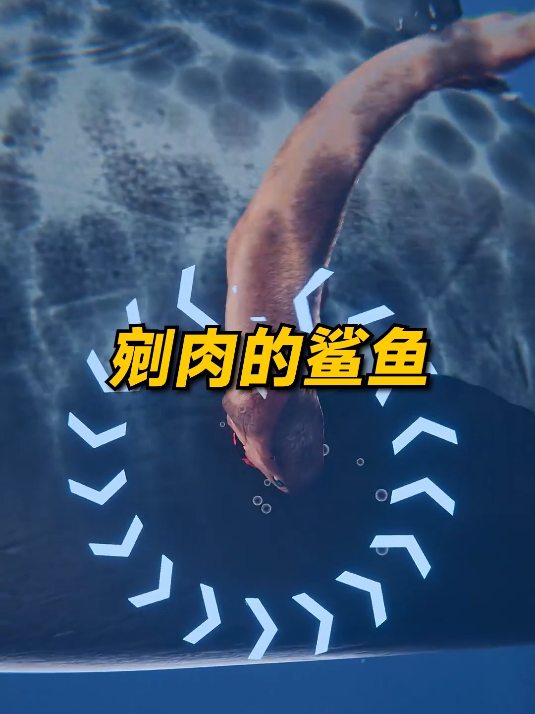 剜肉的鯊魚