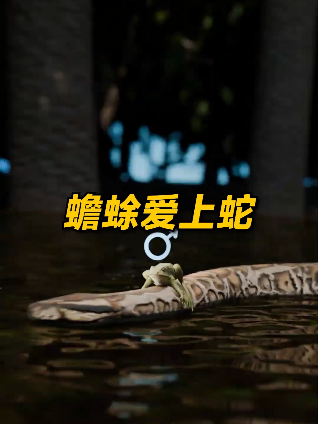 化身蛇騎士的蟾蜍