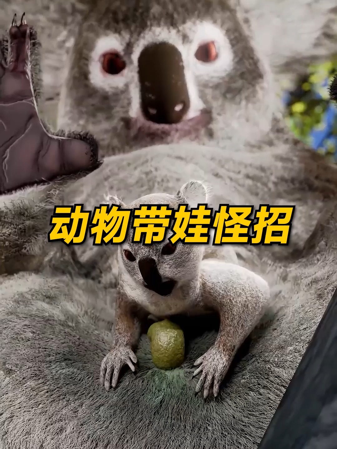 為什麼無尾熊幼崽必須吃掉媽媽的排泄物才能活下去？