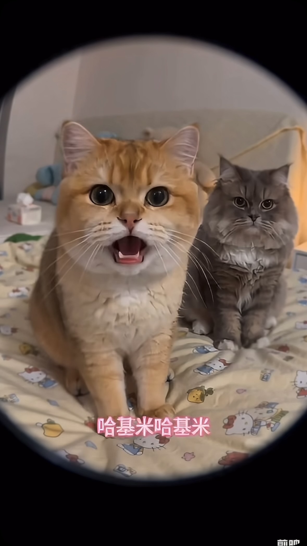 貓咪唱歌