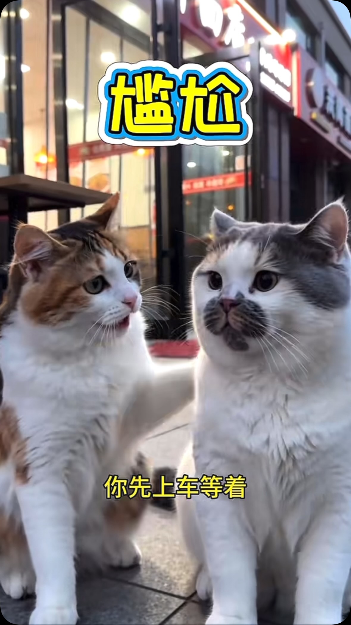 萌寵日常 影片縮圖