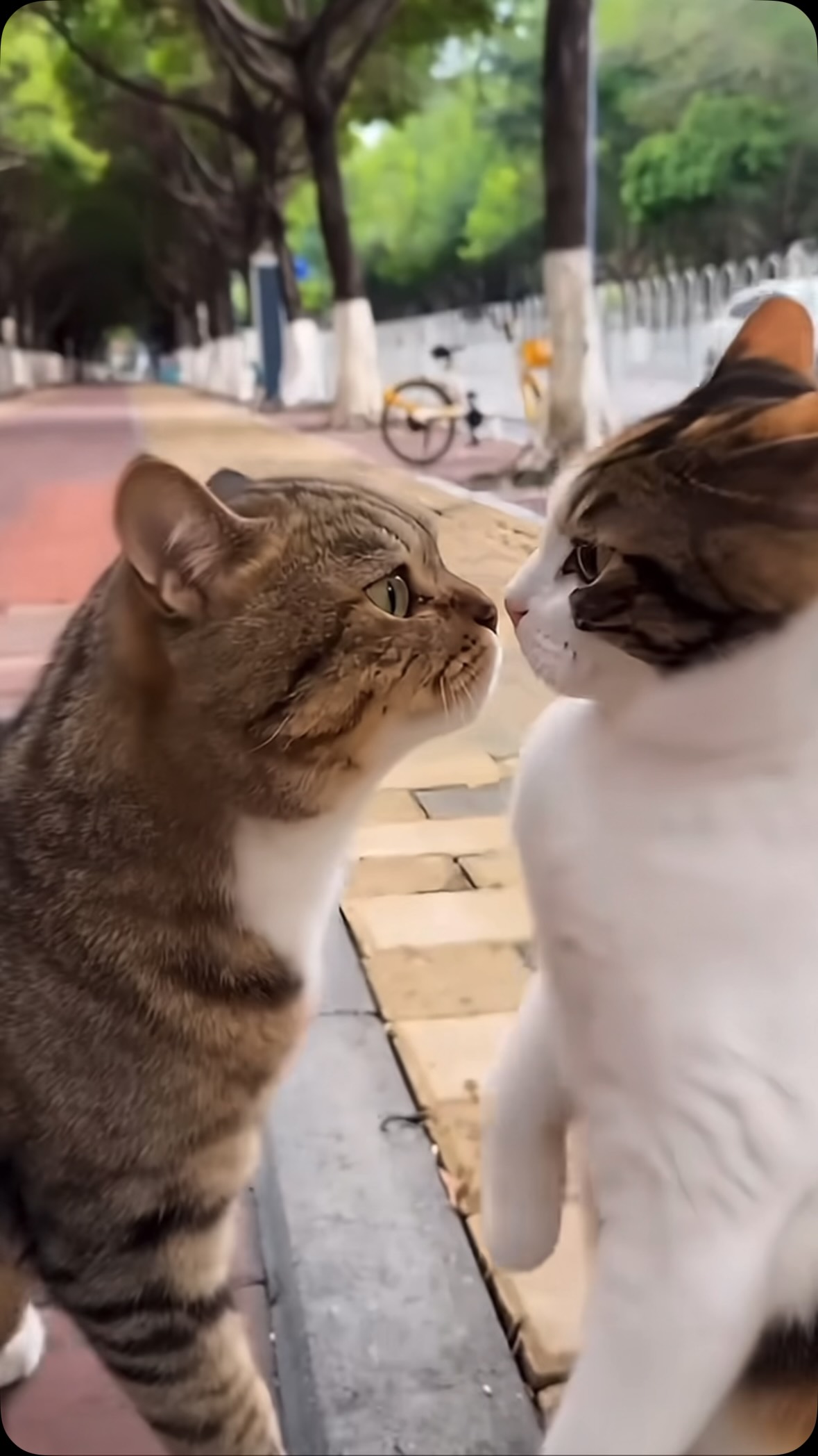 萌寵日常